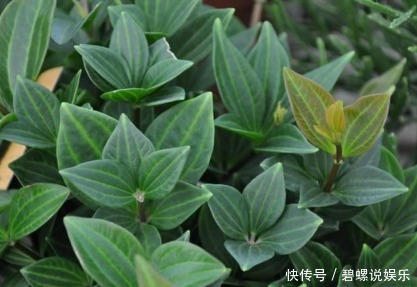 提起桌面盆栽就是绿萝,你真的落伍了