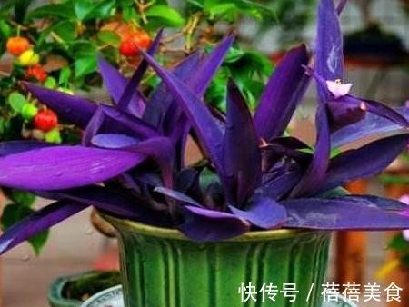 净化|要想强有效净化室内有害气体,这十种健康花卉必不可少