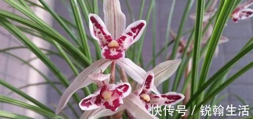 叶奇|曾被抢购一空的兰花，以前一苗值千金，现在几块钱，花型独一无二