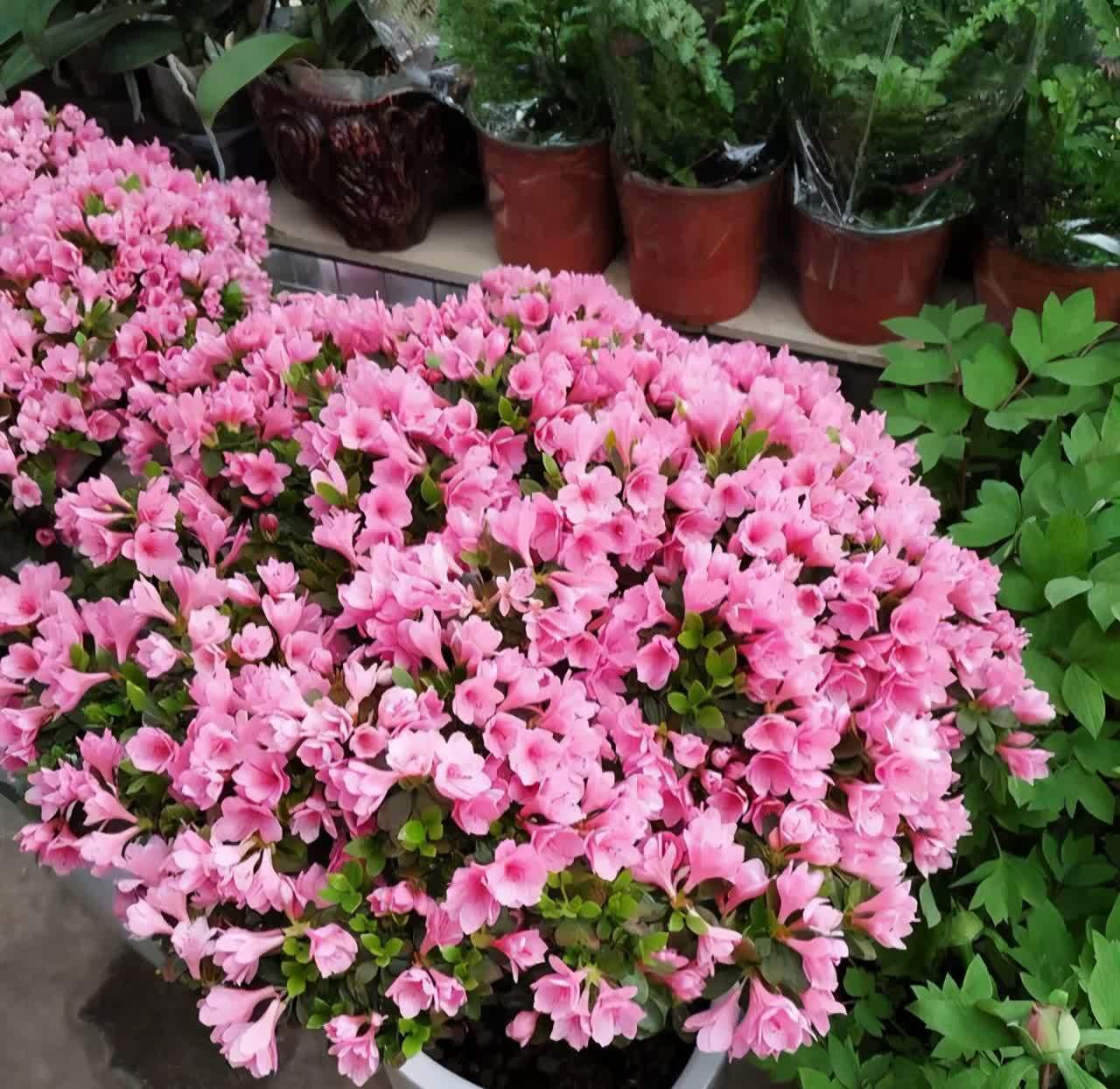 杜鹃花在春天,灌一次硫酸亚铁,不黄叶子,长的欢,花满枝