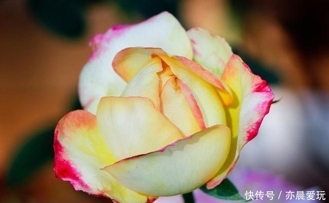 秋海棠|如何养护秋海棠?又该如何预防常见的病症呢?