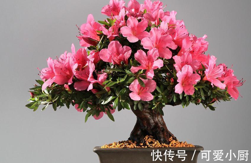 什么原因导致盆栽养不好呢，其实是你太勤快，不防懒一点