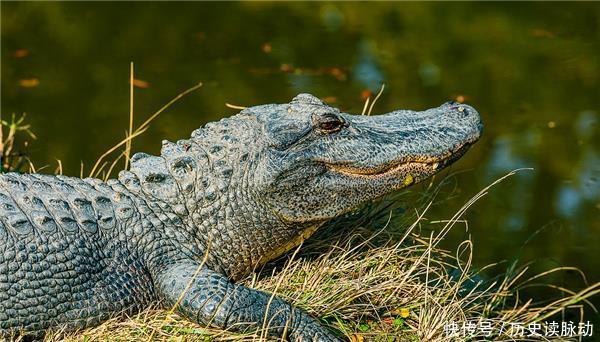 朱贵的排名|“旱地忽律”是什么意思?朱贵为什么是“旱地忽律”?