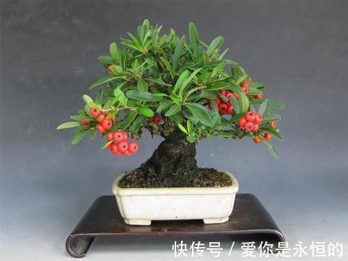 “微型盆景”,我只服此3种,置于案头,让人一见钟情