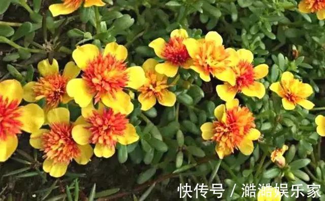 养花杀手养啥养不活这些花寓意好、皮实好养活,附养花技巧!