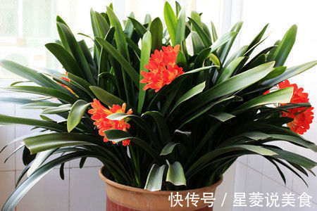 兰长|婆婆用啤酒浇花,浇花前往盆里扔片药,不料君子兰还不停的出箭!