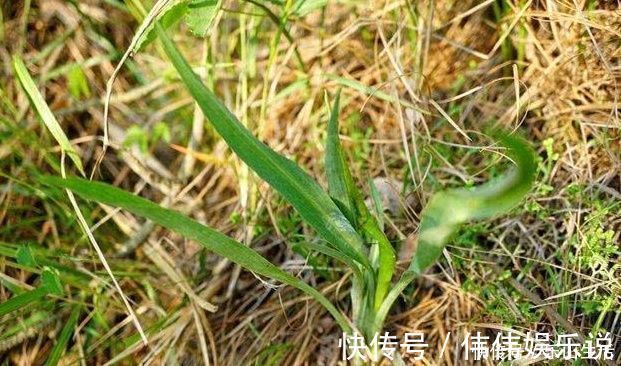 野菜|野菜一定要挖根,人称“兔儿奶”,根比叶子好吃