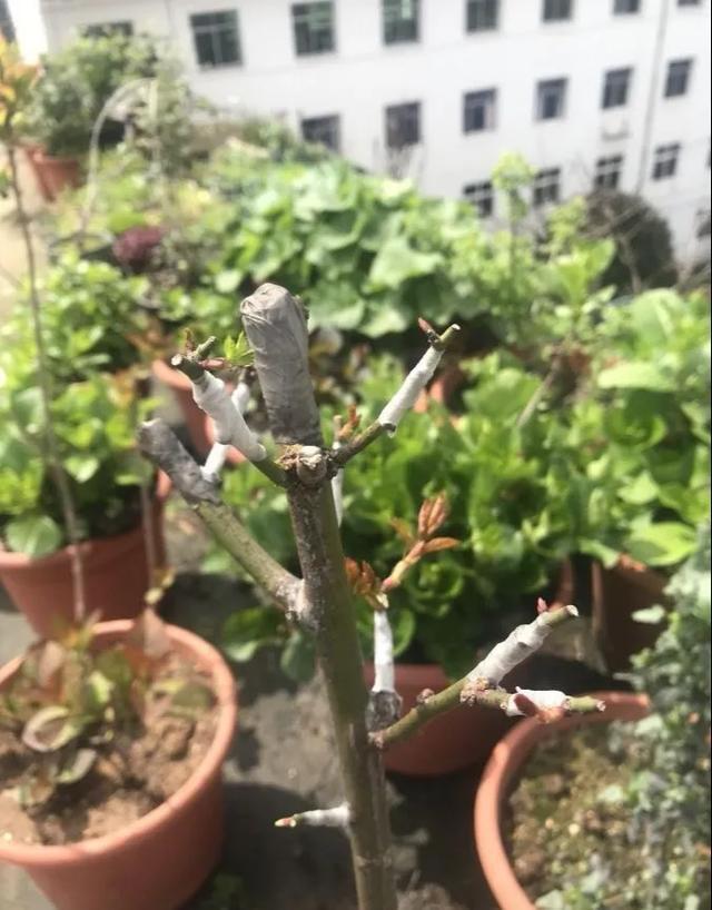 没有院子的人,在房顶养花,日子美如画!