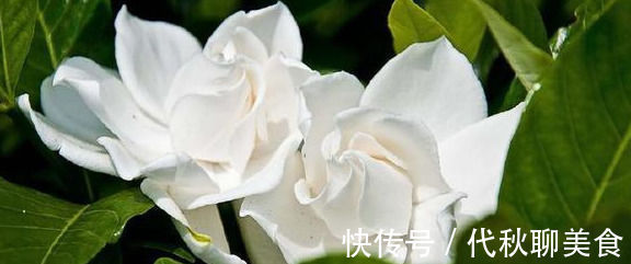 最适合家养的几种花,花期长还不招虫子,你家种了几盆