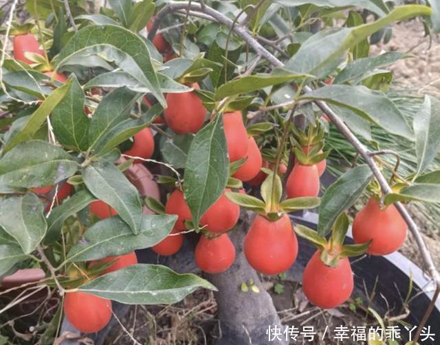 不怕冷的盆景树,观赏价值高,很少见!