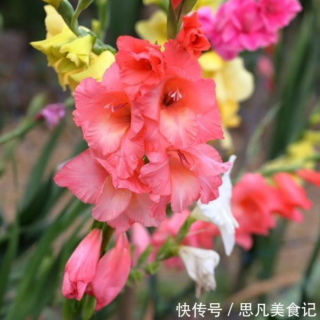 四季|养这些花朵，四季开花不断，好养易爆盆，雍容华贵