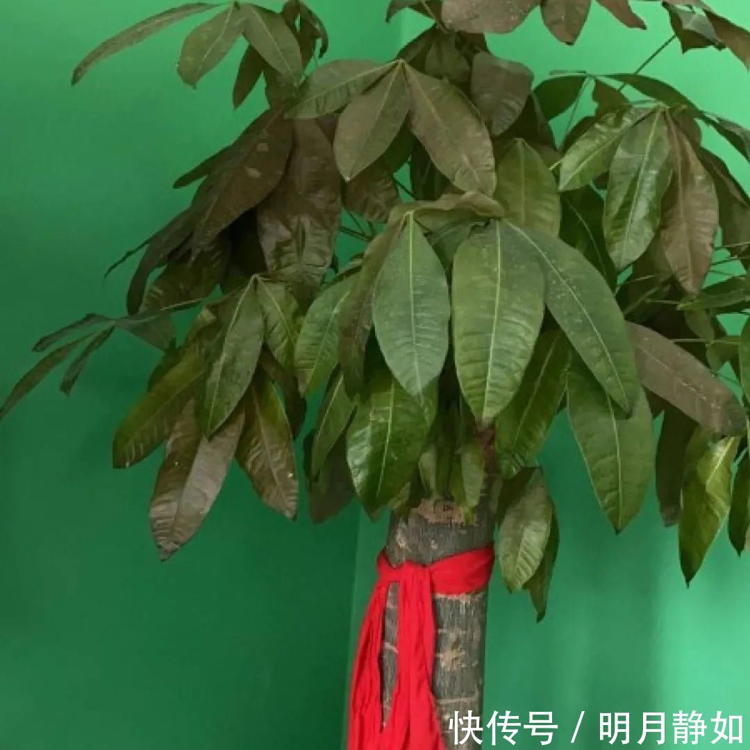 11月,千万别买这种花,养不活惹一肚子气