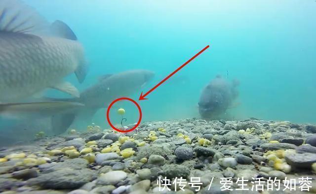 路亚|钓鱼技巧:分享几种“外国进口”的先进钓法,他山之石可以攻玉