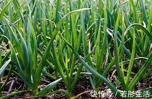 女性|女性不想老太快,常食用3种食物,滋阴润燥,补血益气,好处多多