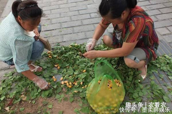 果子|城里掉落一地没人要，农村大妈抢着捡，味道很臭，却说是美味