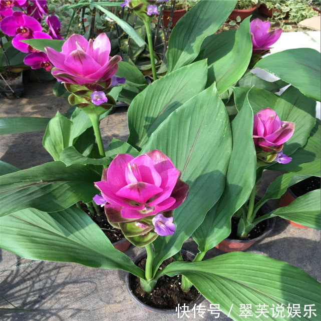“姜”开花如此美丽!一个小盆种出来,扔花盆就活,漂亮又好养