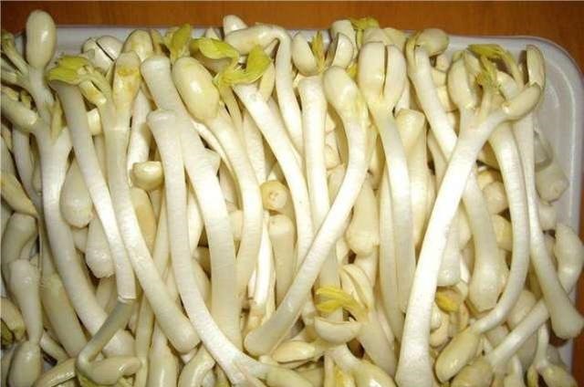 抗癌|经常吃花生芽可以抗癌营养师辟谣吃一种花生芽,反而有危险