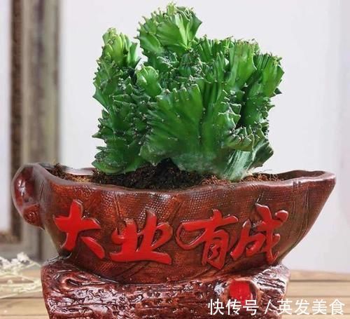 浇水|最适合懒人养的5种花,省心又好养,偶尔浇浇水就可以活