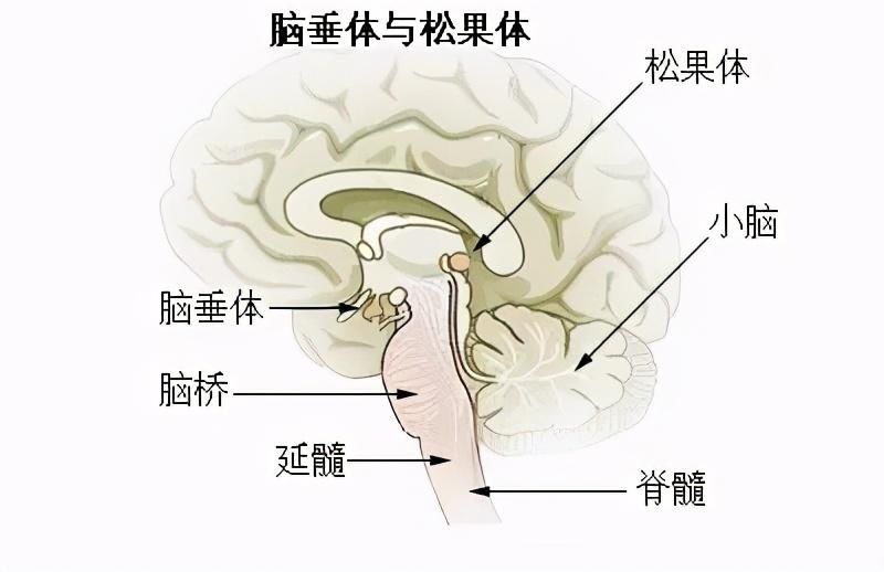  光照减少|一到冬天活力就被“抽走”了？你可能患了冬季抑郁症