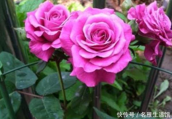 养花就养这4款,全年“开花不停”,阳台养一盆,变成小花园