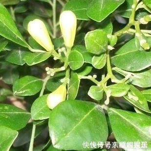养护|不要在家里错过这朵花花香闻起来比桂花好,容易生长好养护