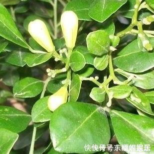 养护|不要在家里错过这朵花花香闻起来比桂花好，容易生长好养护