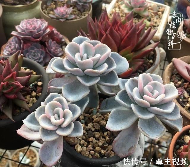 百科|养多肉三年多,初见惊鸿!累并快乐着!养多肉三年多,初见惊鸿!累并快乐着!