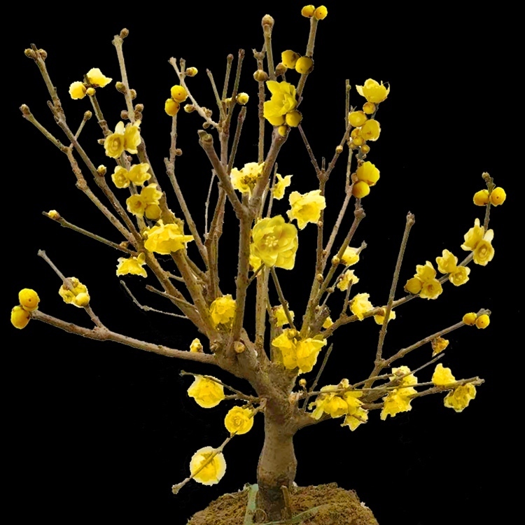 建议家里不管多大,5种花卉盆栽必须有,不怕冻,满屋子飘香