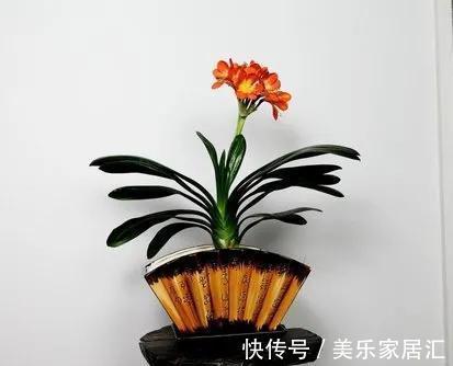 君子兰开花有何征兆，怎样养护才能早日开花