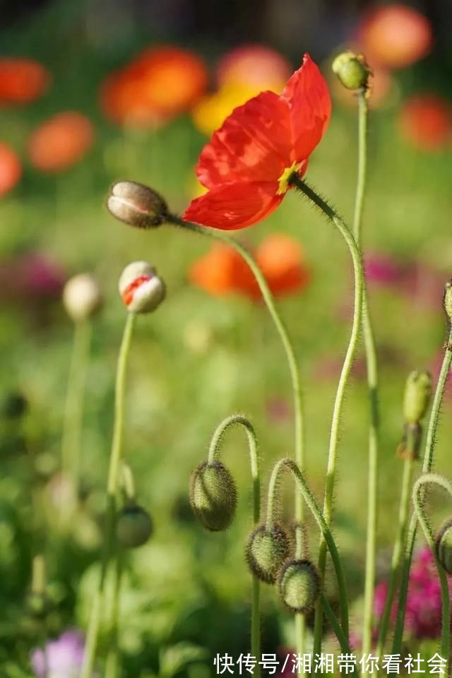 等待一片花海 共青森林公园这里 蓄势待发 粉紫色