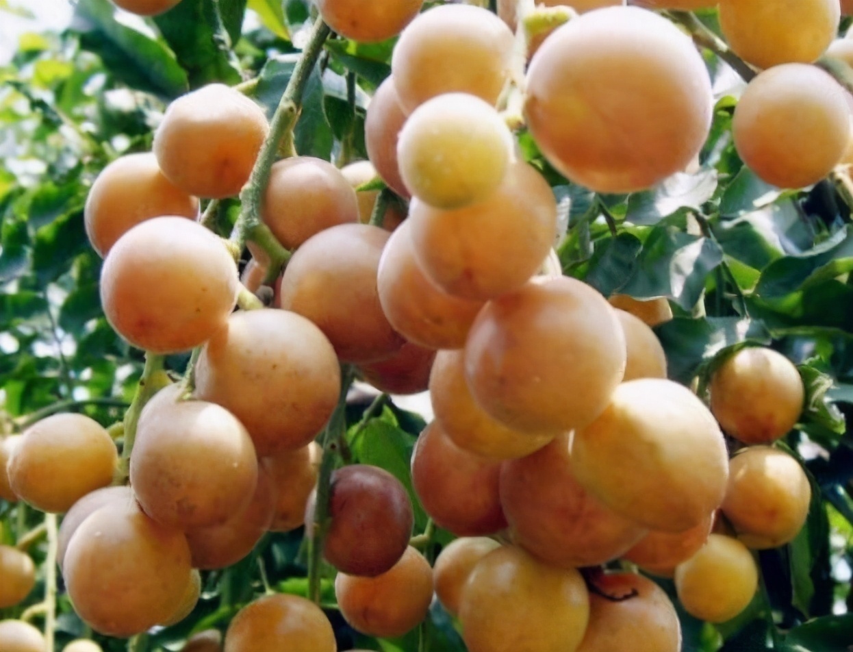 新陈代谢|想长寿先排毒,坚持吃以下食物,营养丰富,促新陈代谢