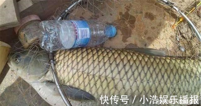 南瓜果肉|常见的南瓜,怎么就成了钓鱼的“宝”,老钓友:知道越多越放不下