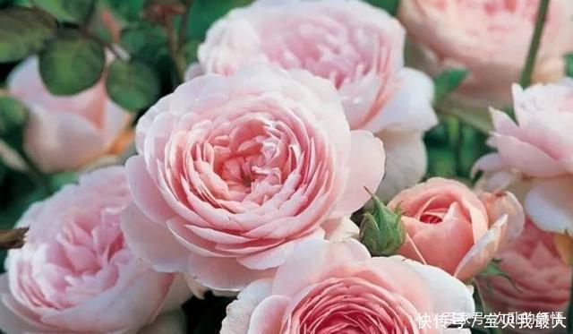 爆盆|容易开花到“爆盆”的月季，被称“拿生命开花”，花量大还好养