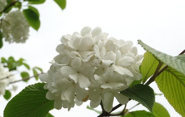 阳台就种一盆这种花,和牡丹一样美,开花碗口大,年年都开花