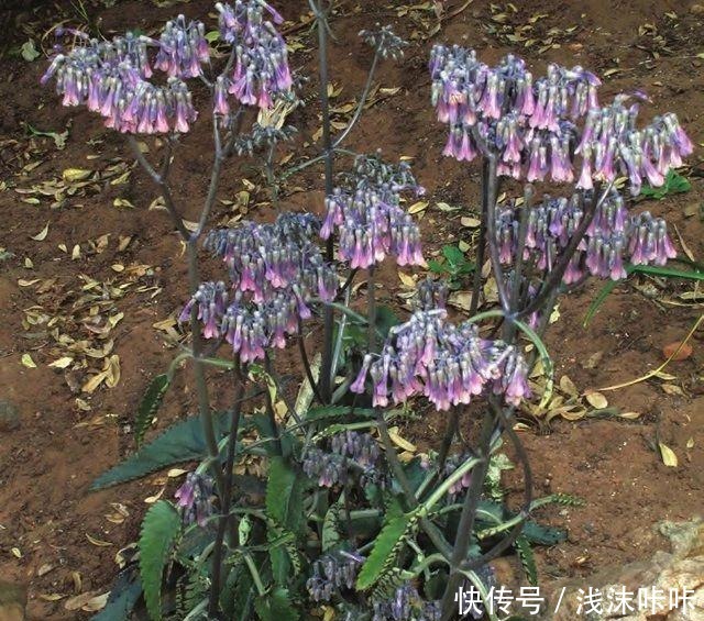 落地生根属的大家庭,品种多,花朵好看!