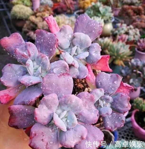 老桩|养多肉老桩,不想它茎叶长得乱糟糟就从这4方面着手提升颜值