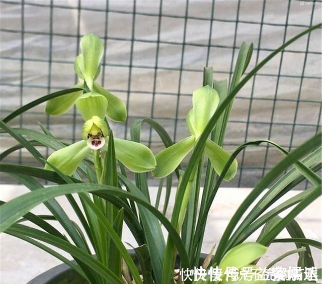 根系|兰花长不好,把这2水果壳塞盆里,根系又多又白,苗势很旺!