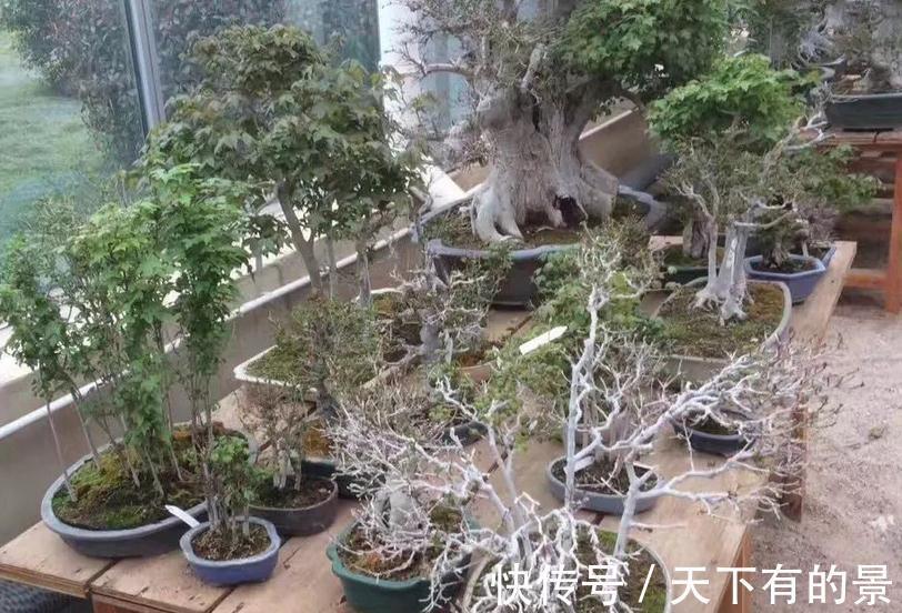 植物盆栽不能随便“瞎修剪”,把握住这些,株型才更有神韵