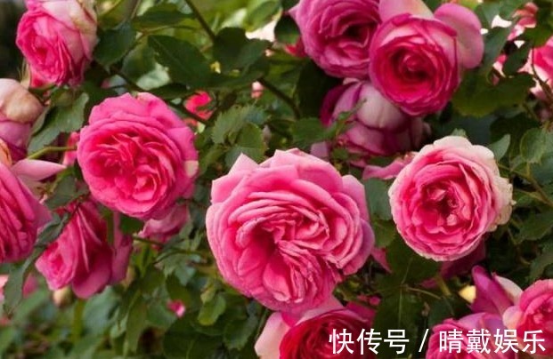 月季花有3000多个品种,此3种荣获“全世界最受欢迎月季”殊荣