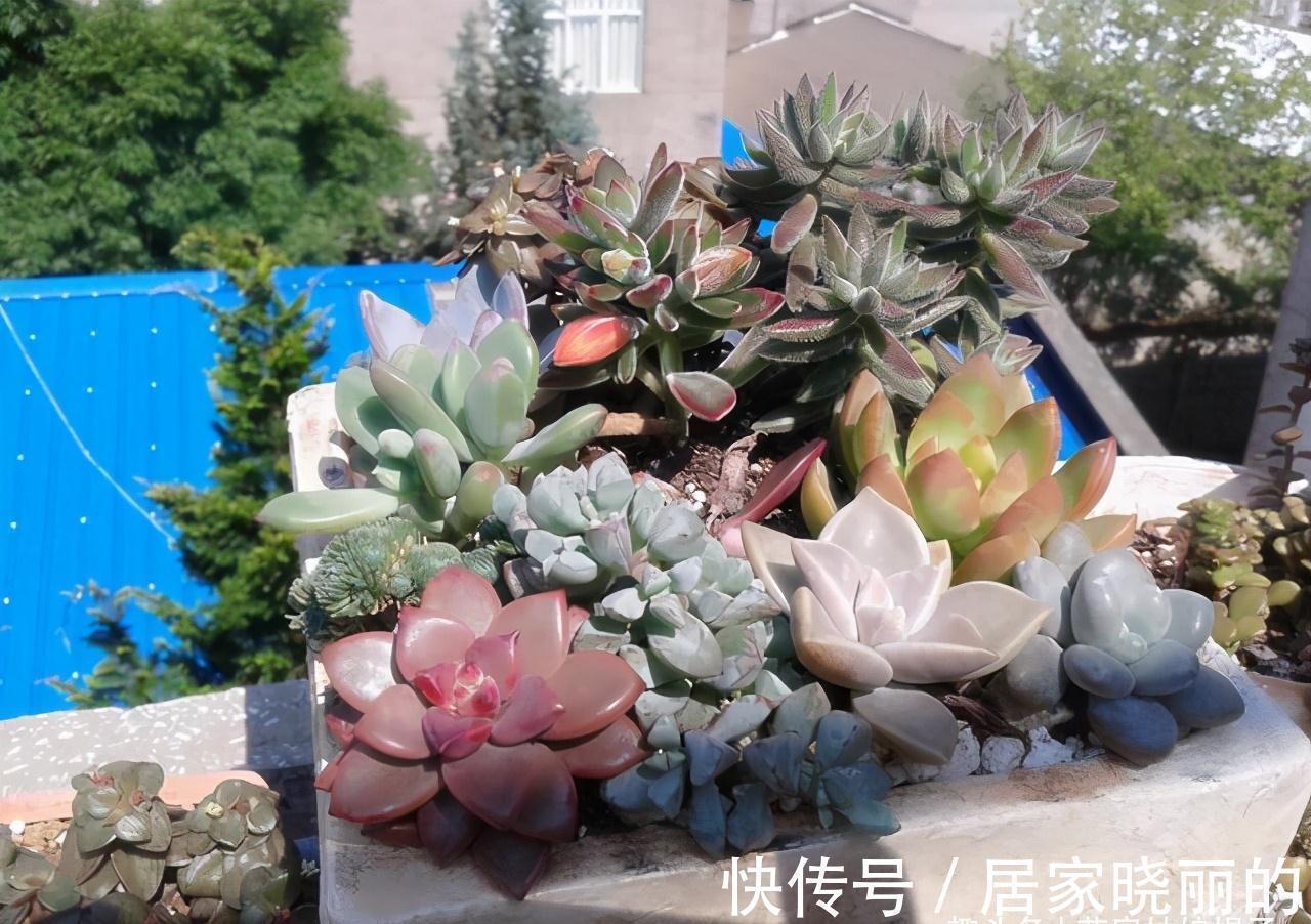 5种多肉，多晒晒就“脸红”，颜值高爱爆盆，是多肉佳品
