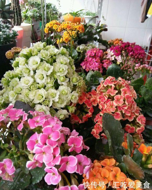 长寿花“装菜”不开花?打开3个“小开关”,满满大花苞,开仨月