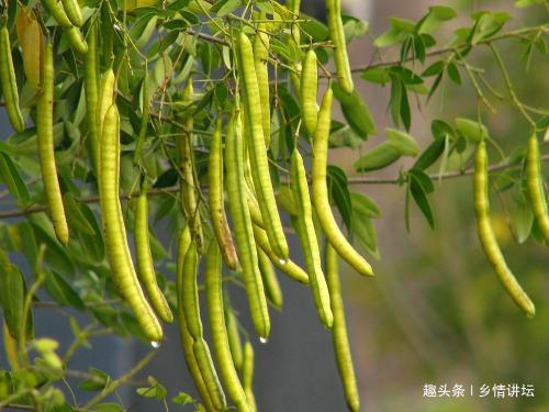 眼病|视力下降试试农村这种植物,泡茶饮用,能保护你的眼晴