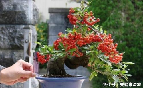 3种盆栽,再贵也要养一盆,树上挂满红果子,寓意吉祥又好养