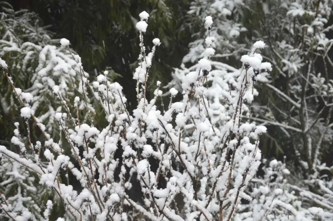 冰雪|绝美雪景！古蔺邀请你来体验“冰雪奇缘”