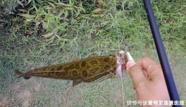 钓友|黑鱼泛滥成灾成群黑鱼聚集河湾产卵电鱼人不如我来来试试