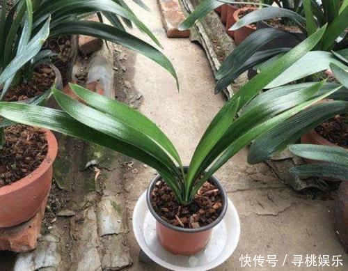 别买“生根粉”,去公园捡“它”,晾干后垫盆底,9天长根系