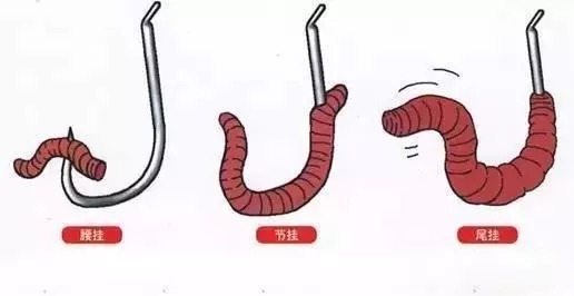 蚯蚓做饵没鱼口，这样先加工下蚯蚓，渔获暴增数十倍！