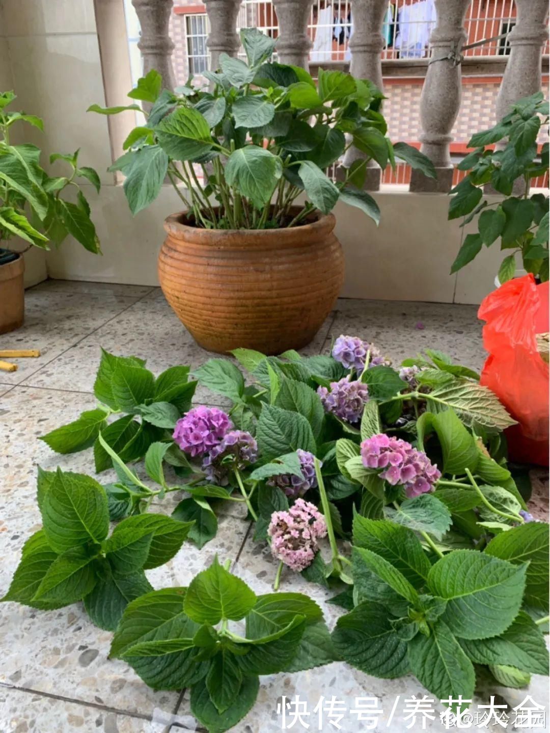 君子兰开完，会有3个“后遗症”，一定要重视