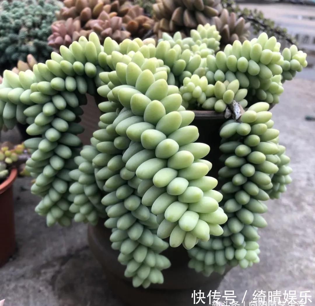 多肉养的胖嘟嘟，关键在浇水上，学学浇水小技巧，多肉长爆盆