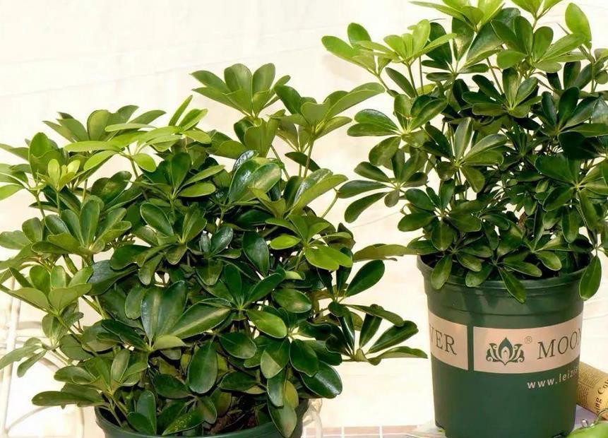 鸭脚木|夏季养鸭脚木，除了打理好基础外，还需多注意2点